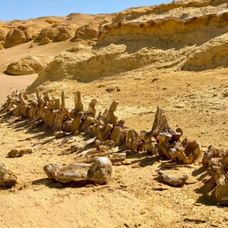 Day Trip to El Fayoum from Cairo by Car