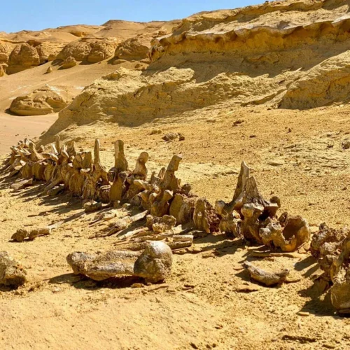 travelers visiting the natural wadi el rayan waterfalls surrounded by desert dunes in fayoum oasis