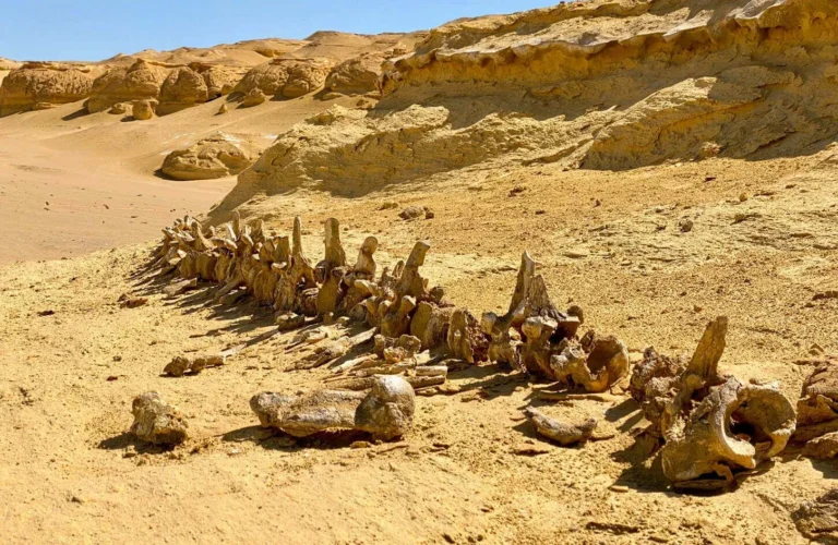 travelers visiting the natural wadi el rayan waterfalls surrounded by desert dunes in fayoum oasis