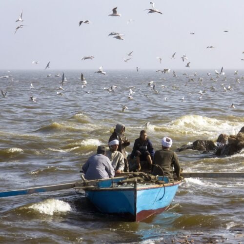 Birds in the sky and fishers on their boat for the start of a fishing trip on Lake Qarun, which suffers from pollution - Fayoum - Egypt