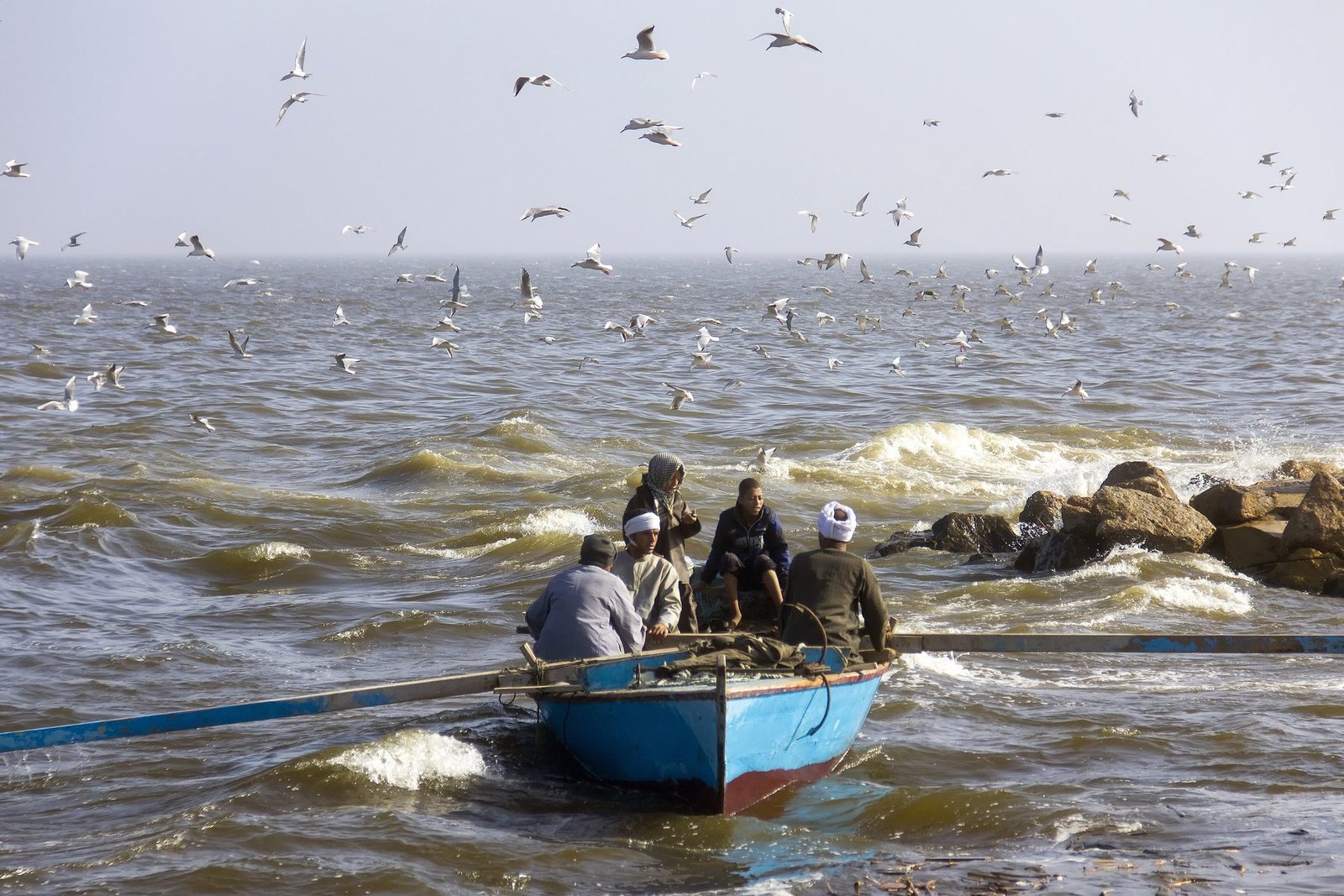 Birds in the sky and fishers on their boat for the start of a fishing trip on Lake Qarun, which suffers from pollution - Fayoum - Egypt