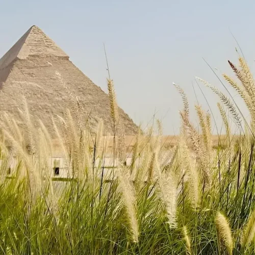 Great Pyramid of Khufu seen through ornamental fountain grass beside the Khufu Restaurant gardens