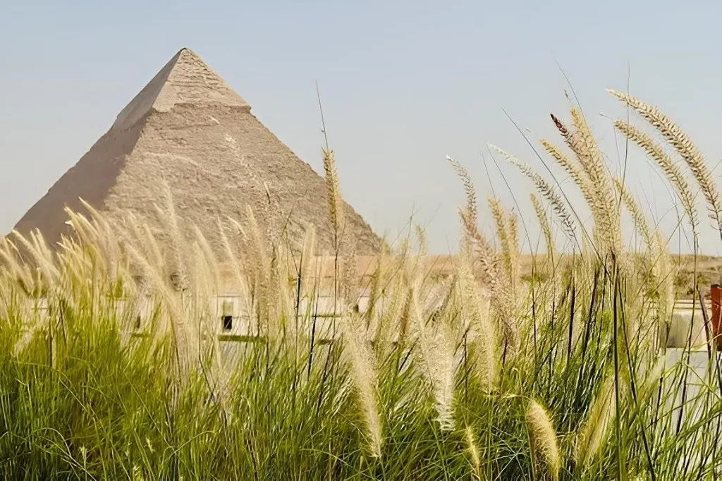 Great Pyramid of Khufu seen through ornamental fountain grass beside the Khufu Restaurant gardens